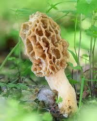 Attēlu rezultāti vaicājumam “Gyromitra esculenta”