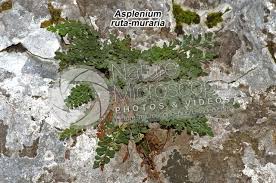 Attēlu rezultāti vaicājumam “Asplenium ruta-muraria”