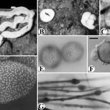 Attēlu rezultāti vaicājumam “Diderma chondrioderma”