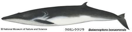 Image result for Balaenoptera bonaerensis