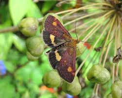Attēlu rezultāti vaicājumam “Pyrausta aurata”