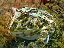 Image result for Ceratophrys ornata