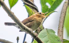 Attēlu rezultāti vaicājumam “Troglodytes troglodytes adult”