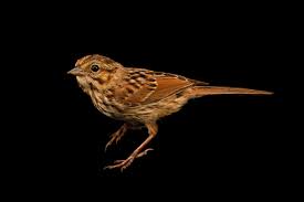 Image result for Melospiza melodia