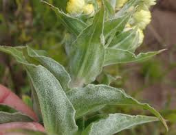Image result for Helichrysum foetidum