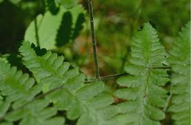 Attēlu rezultāti vaicājumam “Gymnocarpium robertianum”