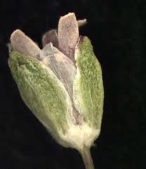 Attēlu rezultāti vaicājumam “Sagina procumbens fruit”