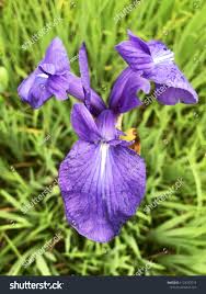 Attēlu rezultāti vaicājumam “Acoraceae”
