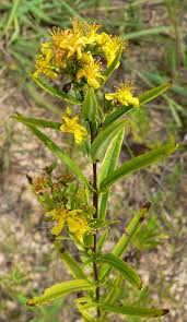 Attēlu rezultāti vaicājumam “Jungermannia sphaerocarpa”
