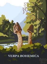 Attēlu rezultāti vaicājumam “Verpa bohemica”