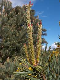 Attēlu rezultāti vaicājumam “Pinus sylvestris female flower”