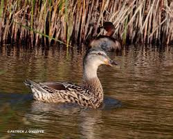 Attēlu rezultāti vaicājumam “Anas platyrhynchos female”