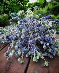 Attēlu rezultāti vaicājumam “Eryngium planum fruit”