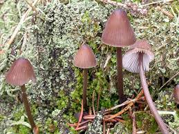 Attēlu rezultāti vaicājumam “Mycena stipata”