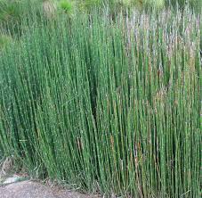 Attēlu rezultāti vaicājumam “Equisetum”