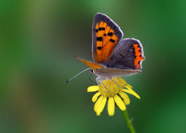 Attēlu rezultāti vaicājumam “Lycaena phlaeas”