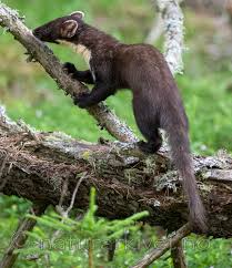 Attēlu rezultāti vaicājumam “Martes martes”