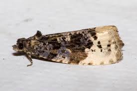 Attēlu rezultāti vaicājumam “Hedya nubiferana”