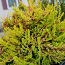 Attēlu rezultāti vaicājumam “Calluna vulgaris leaf”