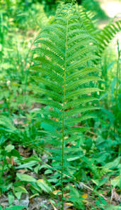 Attēlu rezultāti vaicājumam “Matteuccia struthiopteris”