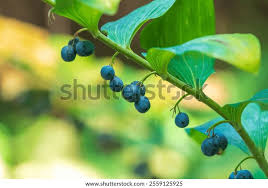 Attēlu rezultāti vaicājumam “Polygonatum multiflorum  fruit”