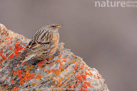 Image result for Prunella collaris