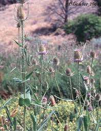 Image result for Dipsacus silvestris