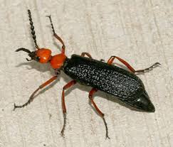 Attēlu rezultāti vaicājumam “Meloidae”