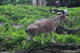 Attēlu rezultāti vaicājumam “Capra”