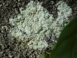 Attēlu rezultāti vaicājumam “Lepraria”