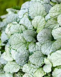 Attēlu rezultāti vaicājumam “Ajuga reptans leaf”