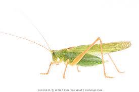 Attēlu rezultāti vaicājumam “Tettigonia viridissima”