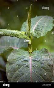 Attēlu rezultāti vaicājumam “Reynoutria sachalinensis leaf”