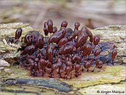 Attēlu rezultāti vaicājumam “Comatricha laxa”