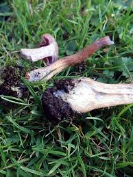 Attēlu rezultāti vaicājumam “Lycogala conicum young”