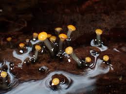 Attēlu rezultāti vaicājumam “Mollisia amenticola”