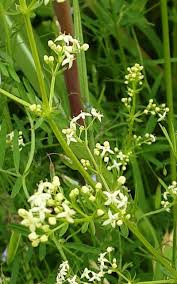 Attēlu rezultāti vaicājumam “Galium elongatum”