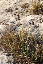 Attēlu rezultāti vaicājumam “Sesleria caerulea fruit”