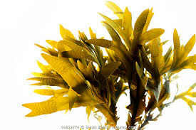 Attēlu rezultāti vaicājumam “Fucus vesiculosus”