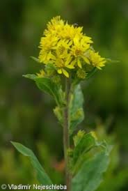 Attēlu rezultāti vaicājumam “Solidago virgaurea bud”