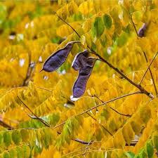 Attēlu rezultāti vaicājumam “Gymnocladus dioicus bud”