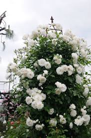 「アイスバーグ」の画像検索結果