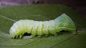 Attēlu rezultāti vaicājumam “Amphipyra pyramidea”