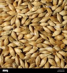 Attēlu rezultāti vaicājumam “Hordeum vulgare”