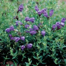 Attēlu rezultāti vaicājumam “Dracocephalum ruyschiana leaf”