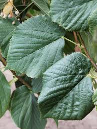 Attēlu rezultāti vaicājumam “Tilia x moltkei leaf”