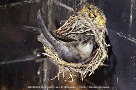 Image result for Chaetura pelagica