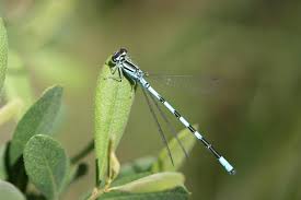 Attēlu rezultāti vaicājumam “Coenagrion hastulatum”