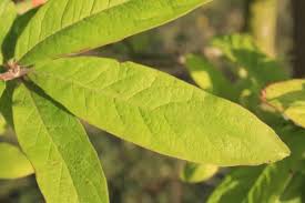Attēlu rezultāti vaicājumam “Mespilus germanica leaf”