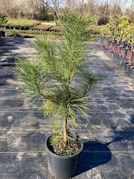 Attēlu rezultāti vaicājumam “Pinus ponderosa”